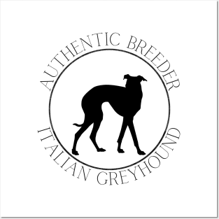 Authentic Breeder Italian Greyhound Posters and Art